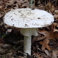 Destroying Angel